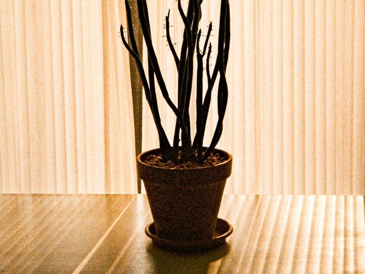 Vaso com planta seca